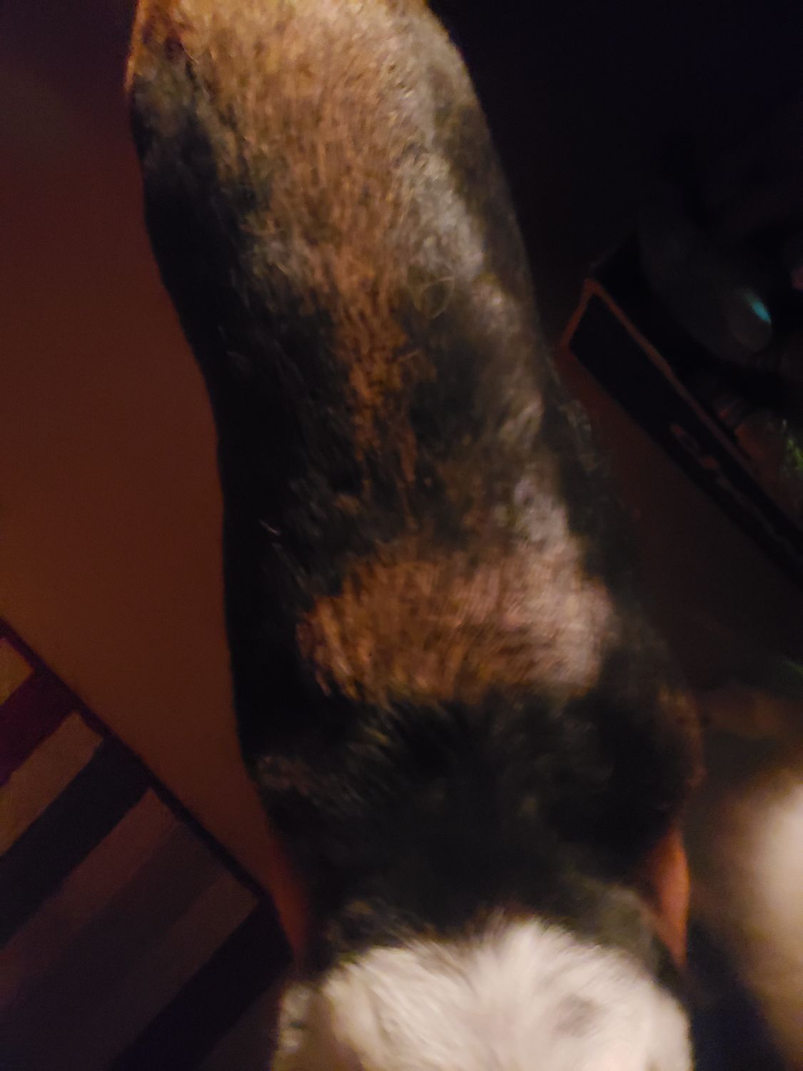 Doghasswellingonlegandshoulder Dr.Tail